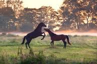 fog horses 2